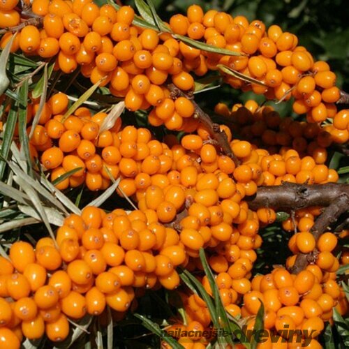 Rakytník samoopelivý Friesdorfer Orange, výška 20/50 cm, v črepníku 3l Hippophae rhamnoides