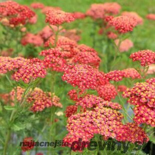 Rebríček - Myší chvost Paprika (liečivý), v črepníku Achillea millefolium Paprika