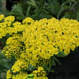 Rebríček obyčajný Moonshine, v črepníku P9, 10/15 cm Achillea millefolium Moonshine