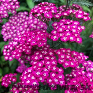 Rebríček obyčajný - Myší chvost (liečivý), v črepníku Achillea millefolium Cerise Queen