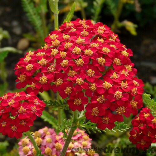 Rebríček obyčajný - Myší chvost, výška 30/40 cm, v črepníku Achillea millefolium