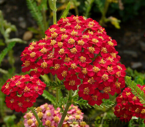 Rebríček obyčajný - Myší chvost, výška 30/40 cm, v črepníku Achillea millefolium