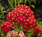 Rebríček obyčajný - Myší chvost, výška 30/40 cm, v črepníku Achillea millefolium