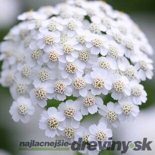 Rebríček obyčajný White Beauty, v črepníku P9, 10/15 cm Achillea millefolium White Beauty