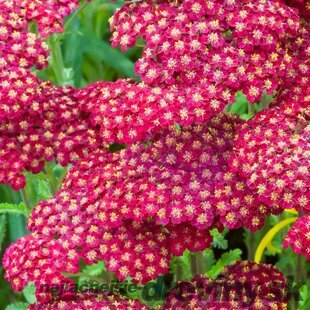 Rebríček Red Velvet, v črepníku P9, 10/15 cm Achillea millefolium Red Velvet