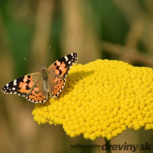 Rebríček Taygetea, v črepníku P9, 10/15 cm Achillea Taygetea