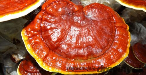 Reishi záhradka 100% BIO celoročná (huba nesmrteľnosti) Jedlé huby liečivé Ganoderma lucidum