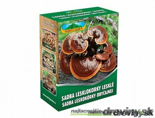 Reishi záhradka 100% BIO celoročná (huba nesmrteľnosti) Jedlé huby liečivé Ganoderma lucidum