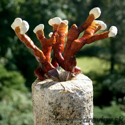 Reishi záhradka 100% BIO celoročná (huba nesmrteľnosti) Jedlé huby liečivé Ganoderma lucidum