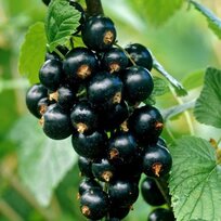 Ríbezľa čierna (kríčková) Ben Nevis, výška 55/75 cm, v črepníku Ribes nigr. Ben Nevis