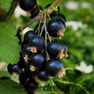 Ríbezľa čierna Titania, na kmienku 100 cm, v črepníku 3,5l Ribes nigrum Titania