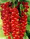 Ríbezľa kríčková Jomkheer červená, v črepníku Ribes