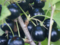 Ríbezľa (kríčková) Tisel, voľnokorenná Ribes Tisel