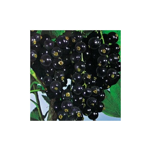 Ríbezľa kríčková Titania čierna, v črepníku Ribes nigrum Titania