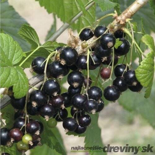 Ríbezľa kríčková Titania čierna, výška 55/65 cm, v črepníku Ribes nigrum Titania