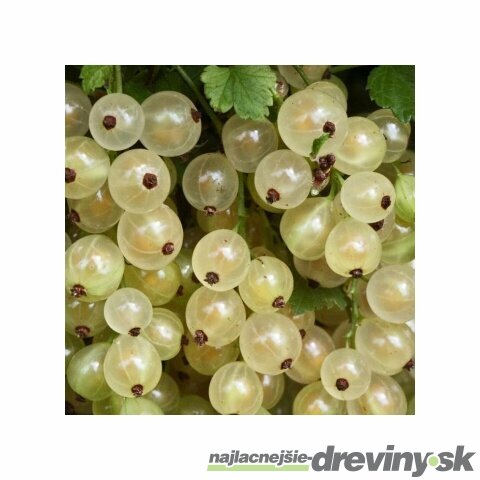 Ríbezľa kríčková Whitte Parel biela, v črepníku Ribes