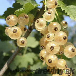 Ríbezľa kríčková Witte Hollander biela , výška 65/75 cm, v črepníku Ribes Rubrum Witte Hollander