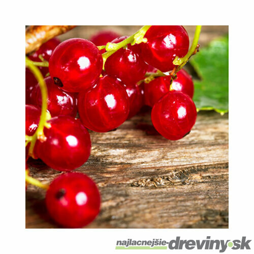 Ríbezľa stromčeková Jonkheer van Tets, červená, na kmienku 100/120 cm, v črepníku Ribes sylvestre Jonkheer van Tets
