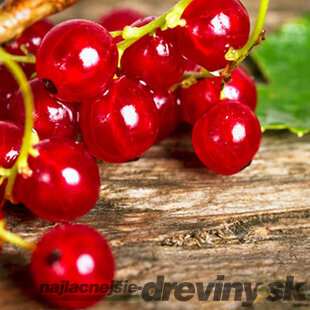 Ríbezľa stromčeková Jonkheer van Tets, červená, na kmienku 100/120 cm, v črepníku Ribes sylvestre Jonkheer van Tets