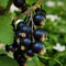 Ríbezľa stromčeková Titania 110/120 cm, čierna Ribes nigrum Titania