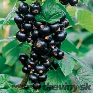 Ríbezľa stromčeková Titania, čierna, v črepníku Ribes nigrum Titania