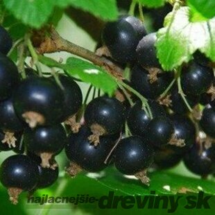 Ríbezľa Tisel čierna, stromčeková, v črepníku Ribes nigrum Tisel