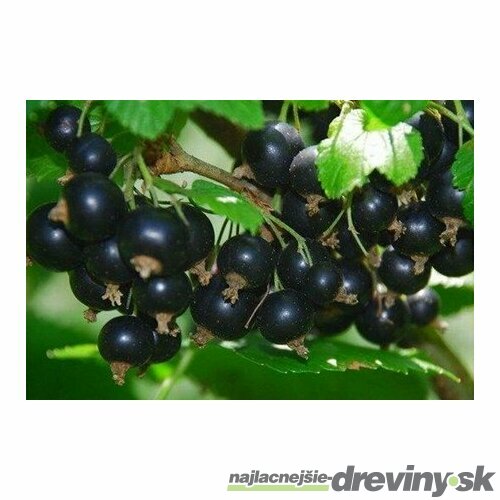 Ríbezľa Tisel čierna, stromčeková, v črepníku Ribes nigrum Tisel