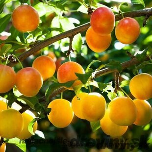 Ringlota ULENA, stredne skorá, 1-ročná, výška 140/180 cm, voľnokorenná, podpník Alycza Prunus domestica ULENA