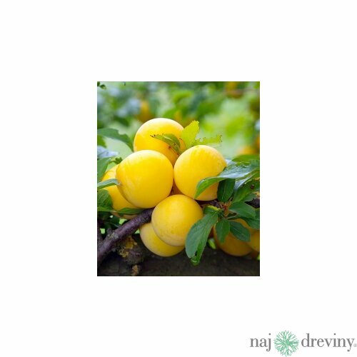 Ringlota Ulena, voľnokorenná Prunus domestica ‘Ulena‘