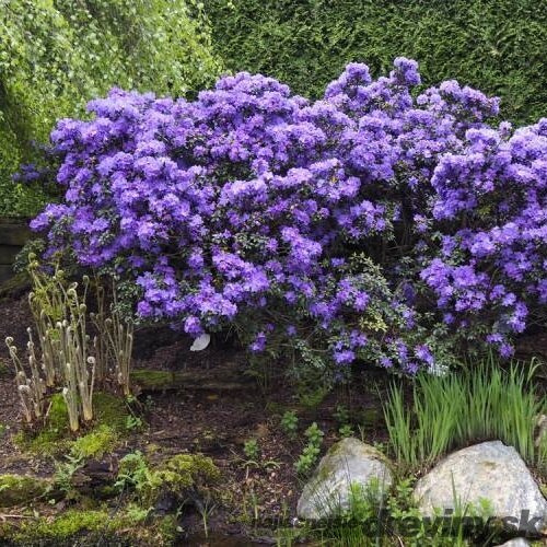 Rododendrón Azurika 25/35 cm v črepníku 3l Rhododendron Azurika