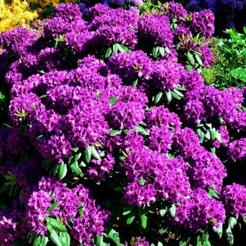 Rododendrón ‘Azurro‘, výška 40/60 cm, v črepniku 10l Rhododendron ‘Azurro‘