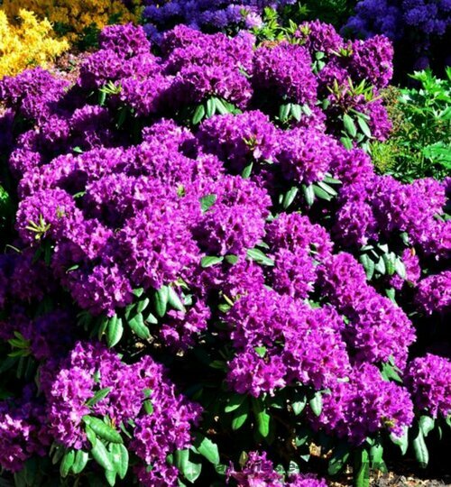 Rododendrón ‘Azurro‘, výška 40/60 cm, v črepniku 10l Rhododendron ‘Azurro‘