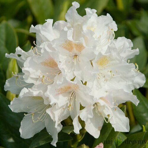 Rododendrón biely Cunnninghams White 40/60 cm, v črepníku Rhododendron