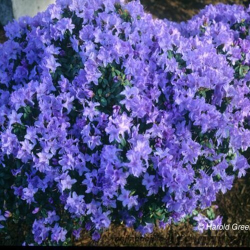 Rododendrón Blue silver, výška 30/40 cm, v črepníku Rhododendron Blue silver