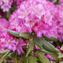 Rododendrón Blurettia, v črepníku 20/30 cm Rhododendron Blurettia