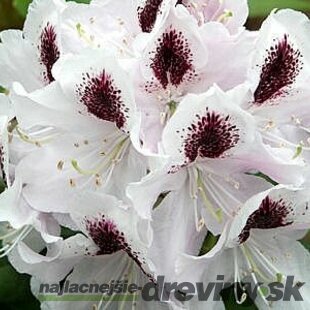 Rododendrón Calsap, v črepníku 25/35 cm Rhododendron Calsap