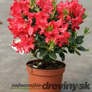 Rododendrón Erato, výška 30/40 cm, v črepníku Rhododendron Erato