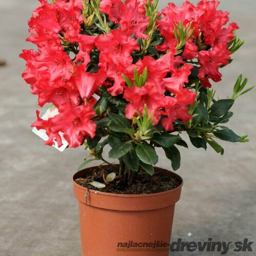 Rododendrón Erato, výška 30/40 cm, v črepníku Rhododendron Erato