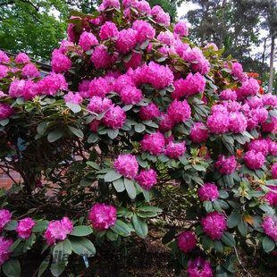 Rododendrón Germania, výška 50/60 cm, v črepníku 10l Rhododendron Germania