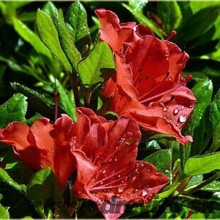 Rododendrón Gibraltar, v črepníku 25/35 cm Rhododendron Gibraltar