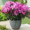 Rododendrón Graziella 30/40 cm, v črepníku Rhododendron Graziella