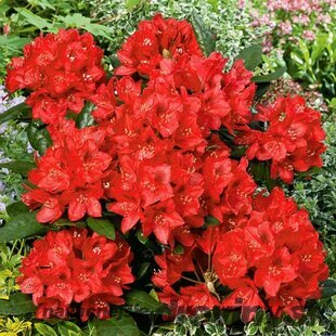 Rododendrón Kali, 30/40 cm Rhododendron Kali