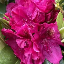Rododendrón Pearce‘s American Beauty, výška 30/40 cm, v črepníku 5l Rhododendron ‘Belami Hachbela‘