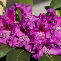 Rododendrón Rasputin, výška 20/30 cm, v črepníku 5l Rhododendron ‘Rasputin‘