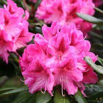 Rododendrón ružový 30/40 cm, v črepníku Rhododendron