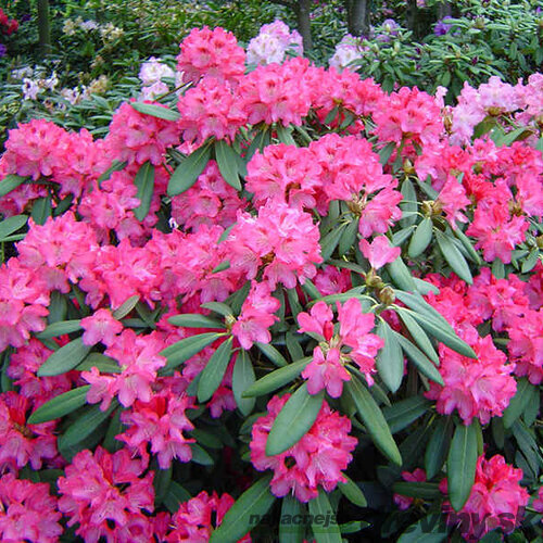 Rododendrón ružový 30/40 cm, v črepníku Rhododendron