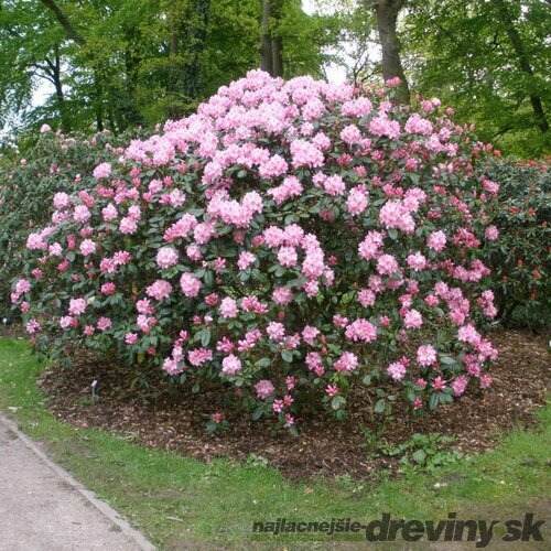 Rododendrón Scintillation, výška 50/60 cm, v črepníku 10l Rhododendron Scintillation