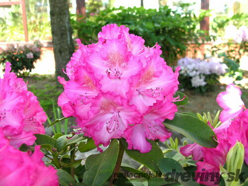 Rododendrón ‘Sternzauber‘, výška 25/+ cm, v črepníku 4l Rhododendron ‘Sternzauber‘