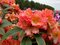Rododendrón Sun Fire, výška 50/60 cm, v črepníku 10l Rhododendron Sun Fire
