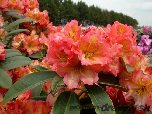 Rododendrón Sun Fire, výška 50/60 cm, v črepníku 10l Rhododendron Sun Fire